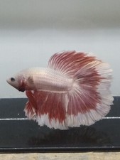 HALFMOON SNOW PURPLE top quality shipping to worldwide