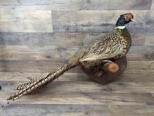 Mounted taxidermy pheasant with wall plaque 29"
