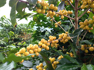 Brazilian Yellow Bourbon Coffee Beans Medium Roast Fresh Whole Bean 5 lbs