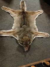 North Eastern Huge  Coyote Rug Taxidermy Cabin Trapping Decor