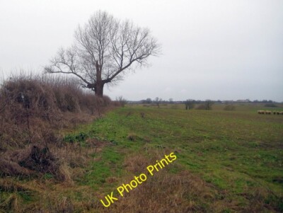 Foto 6x4 Kislingbury: Beschädigte Eiche Bugbrooke Dies ist die gleiche Eiche tr c2015