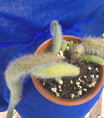 Monkey Tail - Hildewintera Colademononis - Beautiful In Hanging Baskets - Foto 10