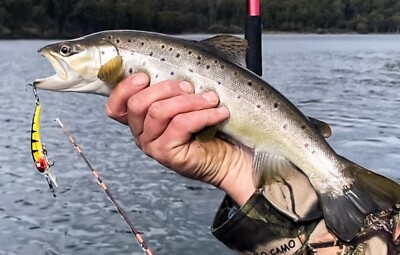 Trout Lures Yellowbelly Tailor Bass Perch Jacks Redfin Bream