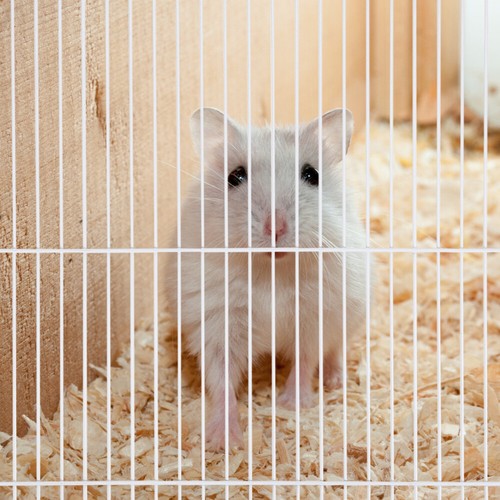 Pannelli per gabbia per criceti piastra di segregazione per animali domestici pannelli per box rete porta gabbia - Foto 8 di 11