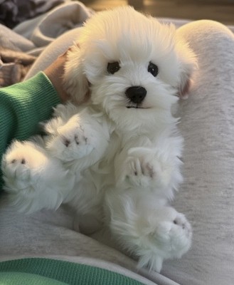 Sitzender Malteser Hund Lebensecht Neu Plüschtier Realistisch.
