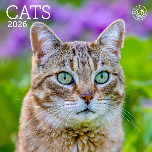 Ziga Media, Katzen 2026 Mini-Wandkalender, 7 Zoll x 7 Zoll, 16-Monatskalender mit Sta