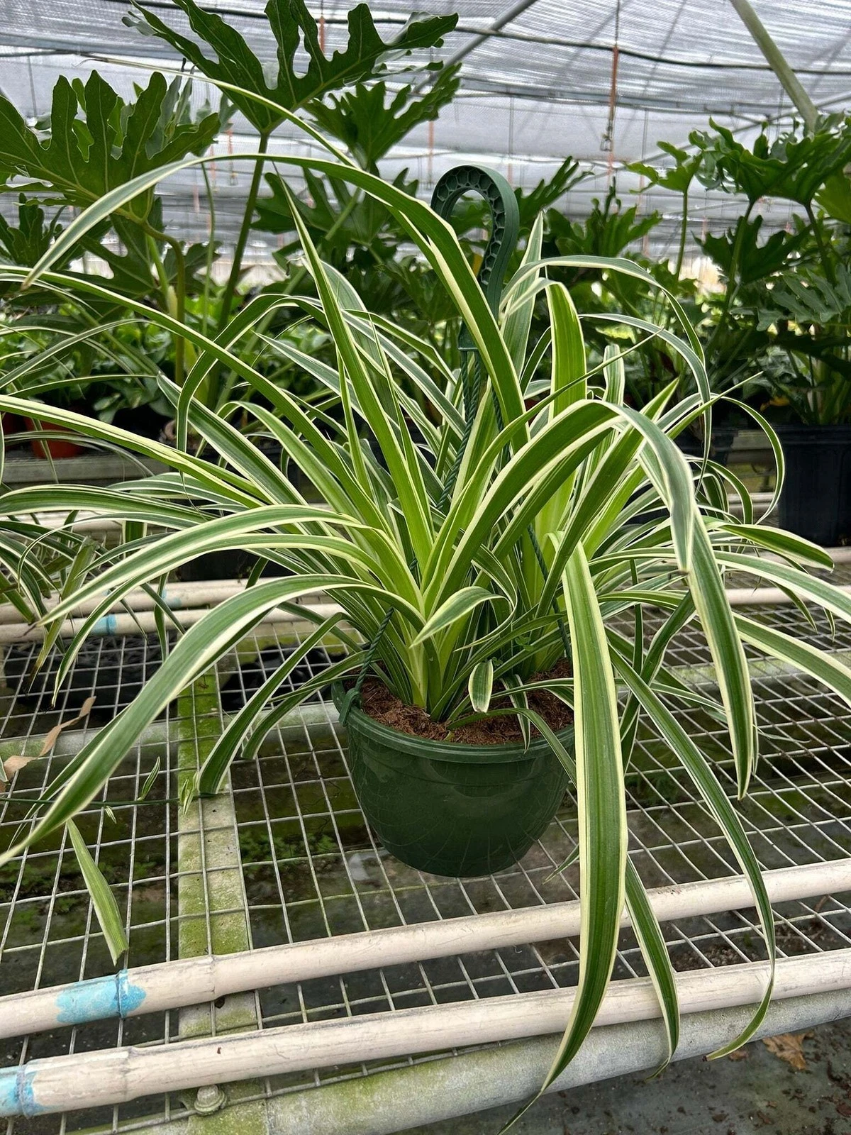 Picture 6 of 12