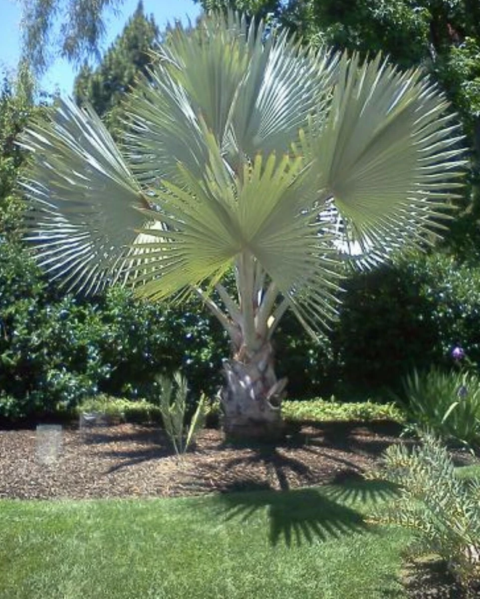 Bismarckia nobilis. Bismarck Palm. Silver Palm. Palma Azul. Palma Plateada. Palm