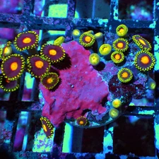 WYSIWYG - Ultra Zoas Frag 0046