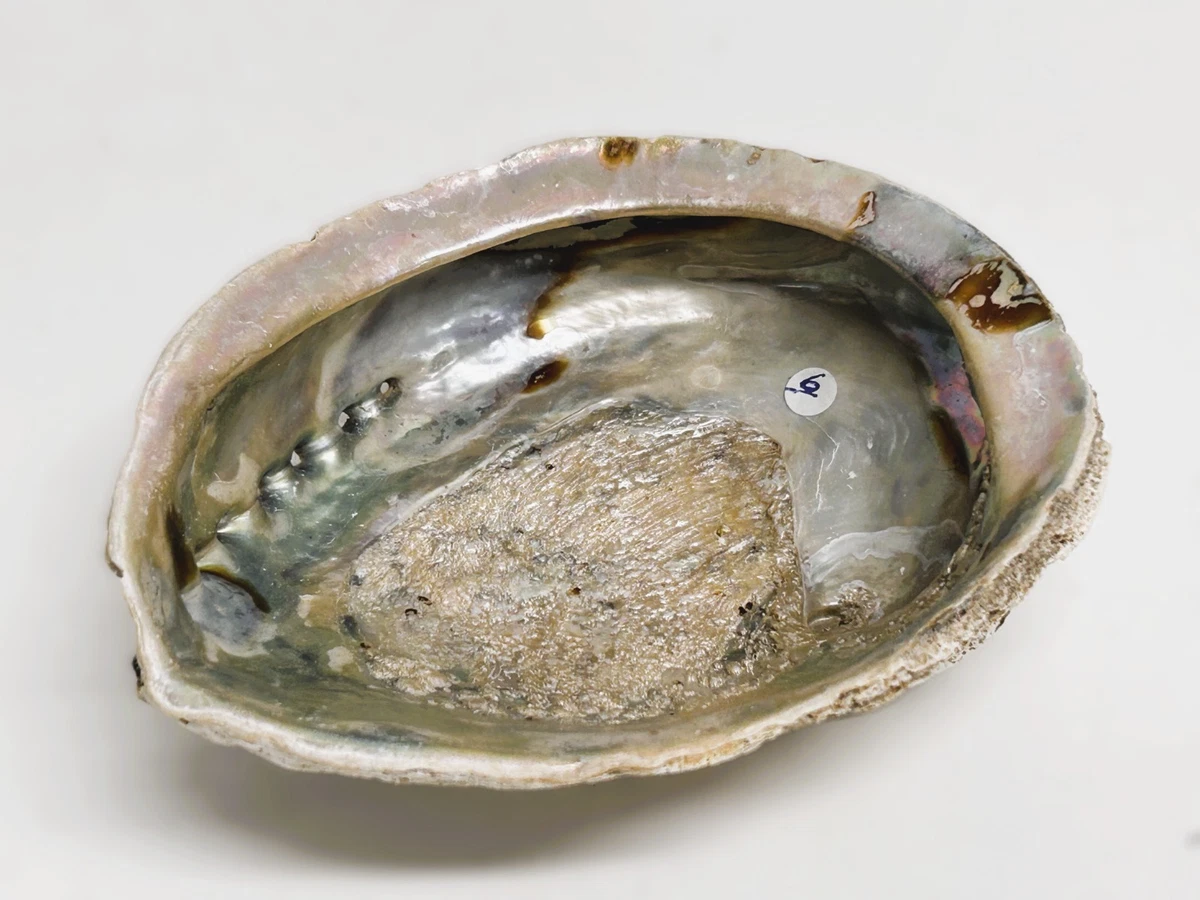 Conchiglia di Abalone XXL con Salvia Bianca per bruciare - Bastoncini