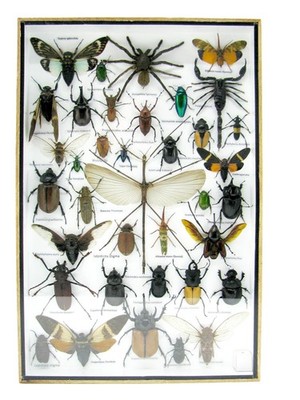 Single Piece - Real Taxidermy Insects and Crawlers - 3D Display Case 1-A-XL-22