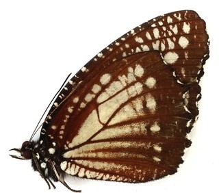 ELYMNIAS CERYXOIDES MALE FROM MT. DEMPO SUMATRA