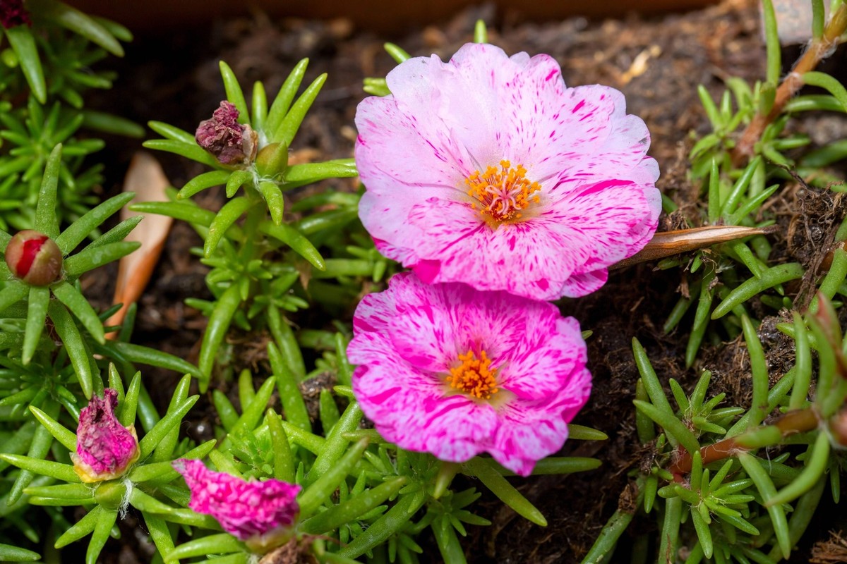 40 Sundial PEPPERMINT PORTULACA Grandiflora Moss Rose Pink Streaked Flower  Seeds | eBay
