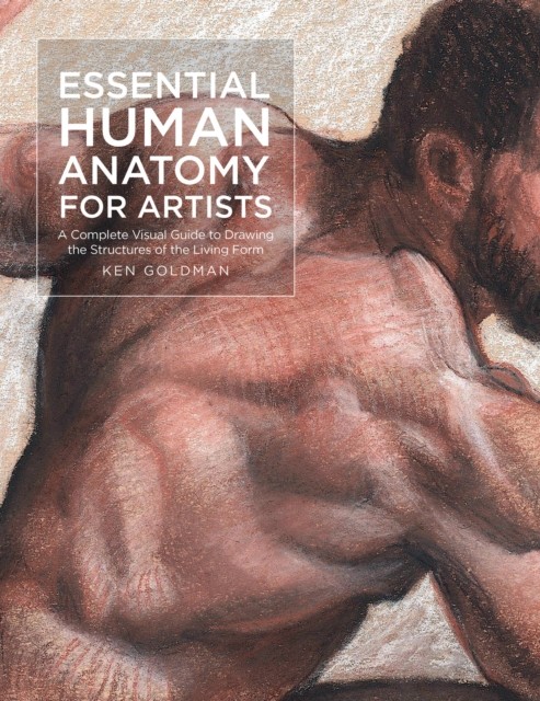 Essential Human Anatomy for Artists by Ken Goldman (Paperback Book)
