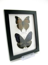 2 farfalle vere, imbottite, bellissime in vetrina  pezzo unico  murale A-02-h-11