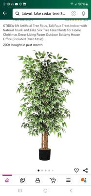 6 Ft Ficus Tree