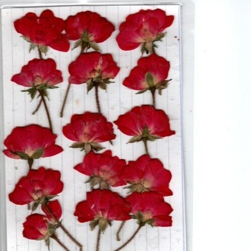 REAL PRESSED FLWS 15 HALF OPEN BRIGHT RED ROSE BUDS 4 CARD MAKING & FLORAL CRAFT - Picture 1 of 2