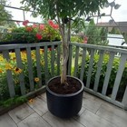 Picture 27 of 35