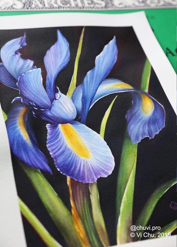 Original Watercolor Painting Dutch Iris Flower Botanical Portrait - Picture 4 of 4