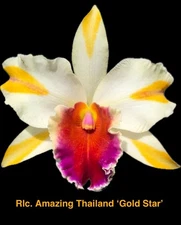 Rhyncholaeliocattleya Amazing Thailand ‘Gold Star’ Orchid plant BS 4”
