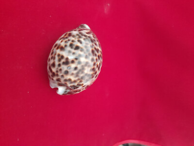 Cypraea Tigris