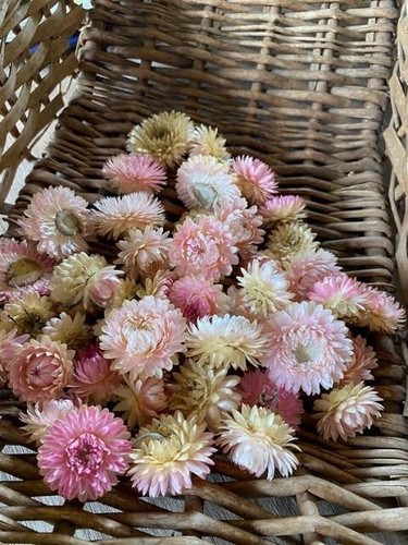 EVERLASTING DAISY-PAPER DAISY-SILVERY ROSE 100+seeds * FREE POST - Picture 7 of 7