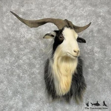 #29576 EL | Feral Goat Taxidermy Shoulder Mount For Sale
