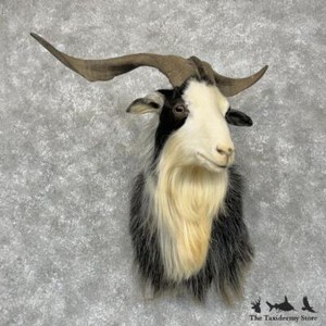 Goats for Sale | eBay