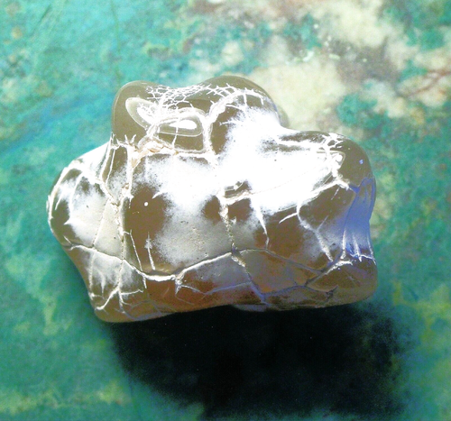 65.77cts NICE POLISHED SNAKESKIN AGATE 30.5 x 20 x 15.5 mm ROME OREGON # 6