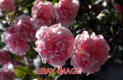 PHOTO  PINK ROSES SURVIVING A BATTERING BY THE RECENT WEATHER.