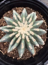 Ferocactus glaucescens f. inermis Cactus  Large!!