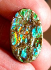 Ammolite Multicolore du Canada de 13,685 ct