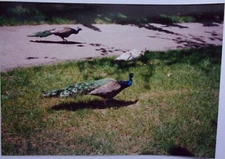 Vintage Bird Sanctuary Peacock Battle Creek Michigan 1989