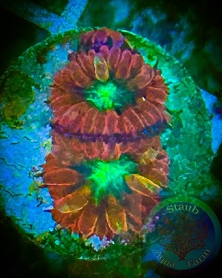 SAF~Ultra Blastomussa Merletti Live Coral  WYSIWYG  SPS, LPS, Colony,Blasto