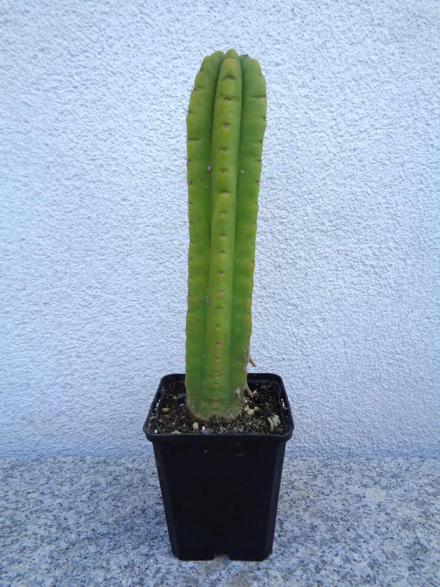 San Pedro Kaktus online kaufen | eBay.de