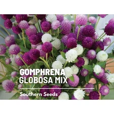 Gomphrena Globosa Mix Seeds, Heirloom Flower Blend, USA Grown