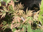 Japanese Maple Acer BUTTERFLY