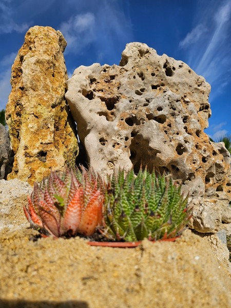 Aloe Aristata