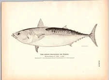 1884 Fish Print, Horse Mackerel or Tunny, Vintage Print