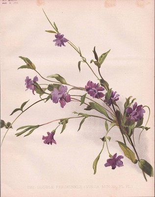 Immergrün myrtle Periwinkle Blume Botanik flower botany Robinson Lithographie