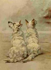 A4 Foto Graf Maud 1864 1943 Der Krafthund 1910 West Highland White Terrier Prin