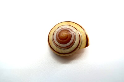 30 mm Asperitas Nemorensis Muller Land Snail Shell 1.25'' from Indonesia
