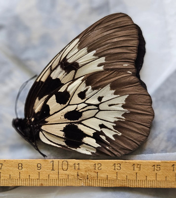 IDEA TAMBUSISIANA - VERY RARE, HUGE A1 SPECIMEN Mt.Tambusisi, Sulawesi