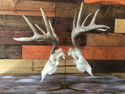 #ad Amazeen Outdoors Double Table Top Mount European Skull Hanger Deer Hook Metal $45.00