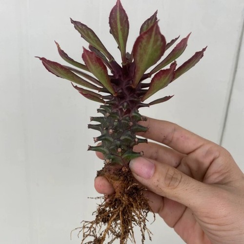 Hermosa planta de cactus suculenta de 8 cm Euphorbia Guentheri Variegata Euphorbiaceae - Imagen 20 de 24