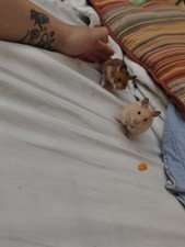 PomPomzz Baby hammiemzz