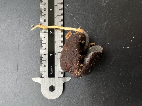 Syzygium (Syzygium versteegii) - germinated seed - Picture 5 of 5