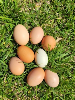 18 Fertilized Barnyard Mix Free Range Chicken Hatching Eggs Fresh Picked Daily