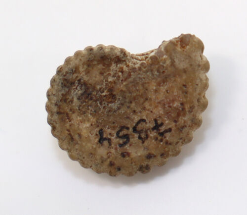 Goniatite, Propinacoceras similie, Perm, Basileo, Timor, Indonesia -L3 - Foto 5 di 6
