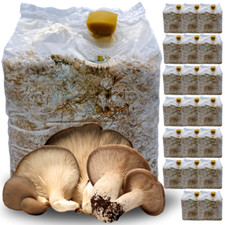 20 KIT COLTIVAZIONE FUNGHI CARDONCELLI PANI DI FUNGO CARDONCELLO SUBSTRATO 3 KG